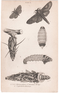 Plate 9

Metamorphoses of Oiketicus Kirbyi
Cryptothelea Macleayi 